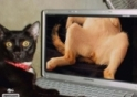 Homem culpa gato por download de pornografia infantil